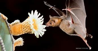 Image result for Bat and Bat