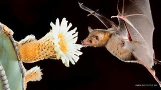 Image result for Brush Bat Friend