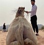 Image result for Desert Camel