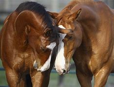 Image result for Horses in Love