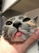 Image result for Claire Lip Gloss Phone Cat