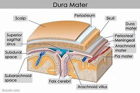 Image result for Two Laminae of Dura Mater