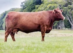 Image result for Aberdeen Cattle
