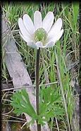 Image result for Anemone decapetala