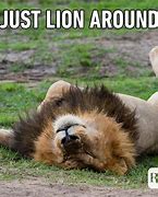 Image result for Funny Memes of Animals