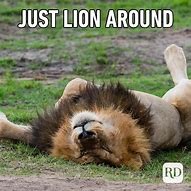 Image result for Hilarious Wild Animal Memes