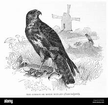 Image result for Buteo Augur