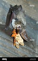 Image result for Alpine Long-Eared Bat