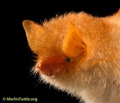 Image result for Painted Bat Species