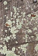Image result for Moss Wood Texture