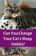 Image result for Sleep Habits