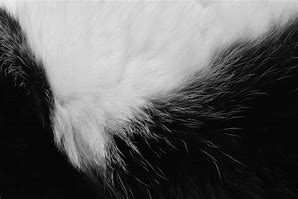 Image result for Fur Texture Black and White