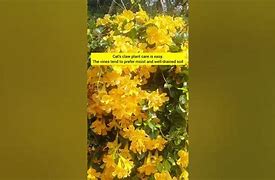 Image result for Cat's Claw Creeper