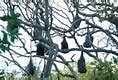 Image result for Hanging Bat