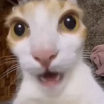 Image result for Goofy Ahh Cat Memes
