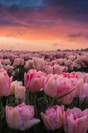 Image result for Pink Tulips Field in the Morning