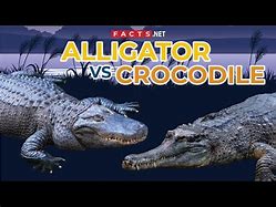 Image result for What Is Difference Between Alligator and Croc