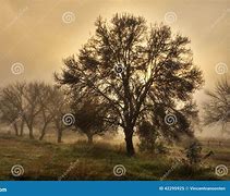 Image result for thick mist
