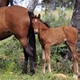 Image result for Spanish Horse Breeds