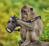 Image result for Funny Photography