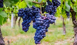 Image result for Vines Growing On Trees