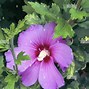 Image result for A10E Samsung Purple Hibiscus