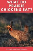 Image result for Greater Prairie Chicken Female