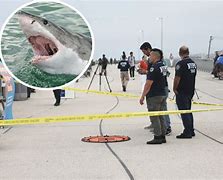 Image result for Shark Attacks Rockaway Beach