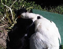 Image result for Cat and Goose Love