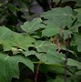 Image result for Hydrangea quercifolia Ruby Slippers