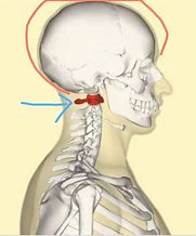 Image result for Atlas Spine