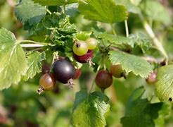 Image result for Ribes Caseille