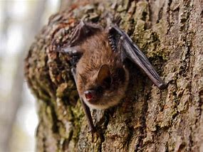 Image result for Bat Species Wa