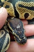 Image result for Snake Scales Fall Off