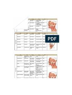 Muscle Origins And Insertions Thumb Foot