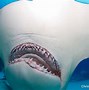 Image result for Shark Mouth Jaws