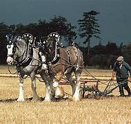 Image result for Draft Horse Plowing