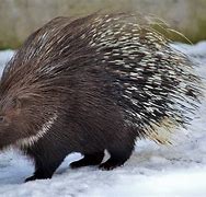 Image result for Porcupine Spirit Animal