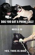 Image result for Funny Dog On Phone Meme