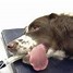 Image result for Dog Anesthesia Recovery Time