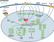 Image result for TP53 Signaling Pathway