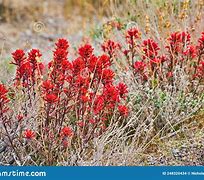 Image result for Red Desert Flowers