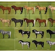 Image result for Rare Horse Breeds
