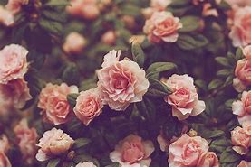 Image result for Vintage Flowers Desktop