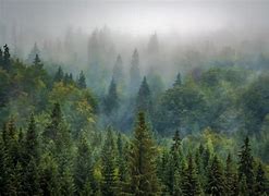 Image result for Russia Forest