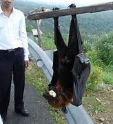 Image result for Philippines' Biggest Bat