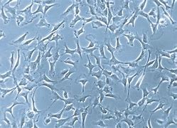 Image result for Stem Cells Microscope