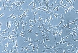 Image result for Stem Cell Culture
