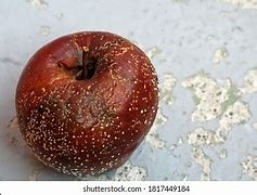 Image result for Rotten Sugar Apple