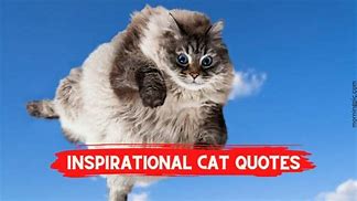 Image result for Inspiring Cat